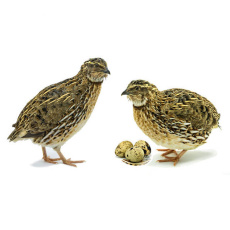 Клетки для перепелов